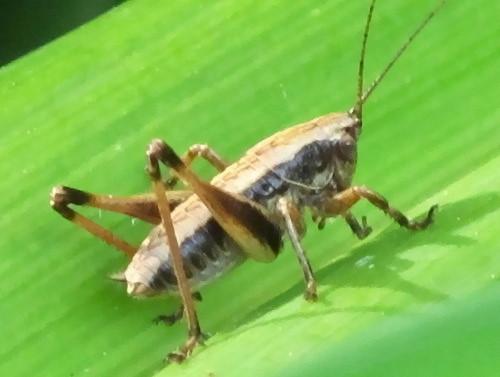 Pholidoptera griseoaptera