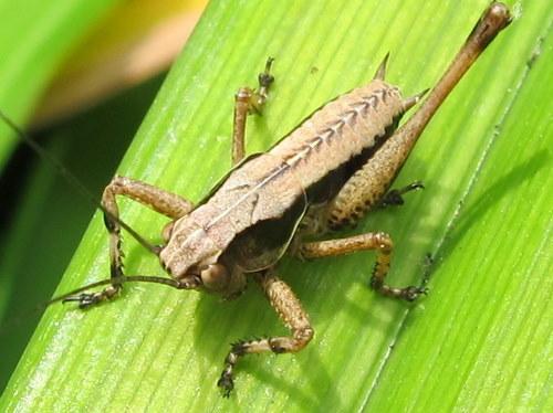 Réf. 59 148 : Pholidoptera griseoaptera