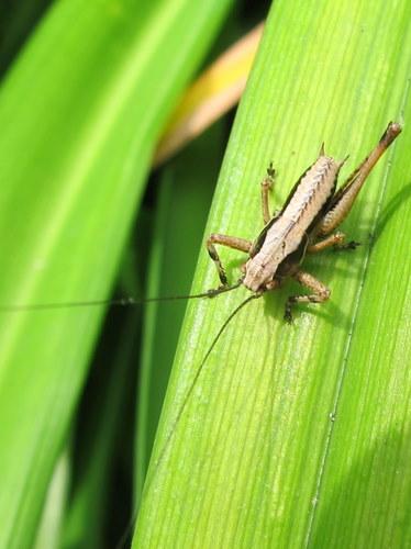 Pholidoptera griseoaptera