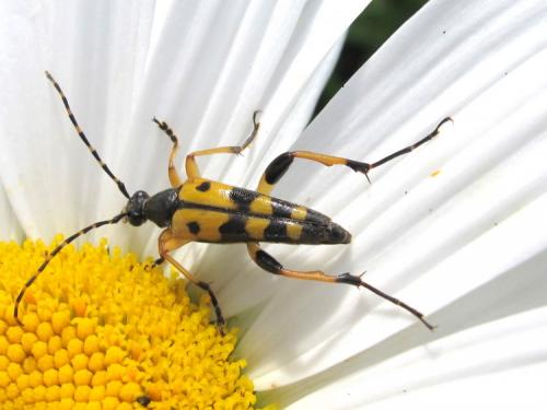 Rutpela maculata