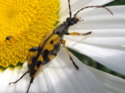 Rutpela maculata