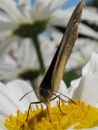 Aphantopus hyperantus