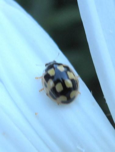 Propylea quatuordecimpunctata