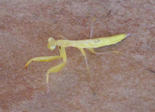 Mantis religiosa