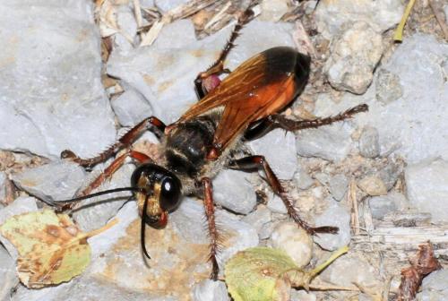 Sphex flavipennis