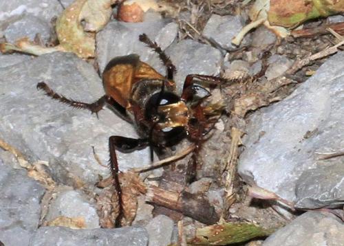 Sphex flavipennis
