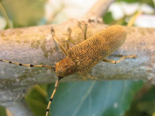 Réf. 59 615 : Saperda carcharias