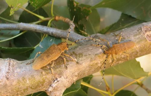 Réf. 59 614 : Saperda carcharias