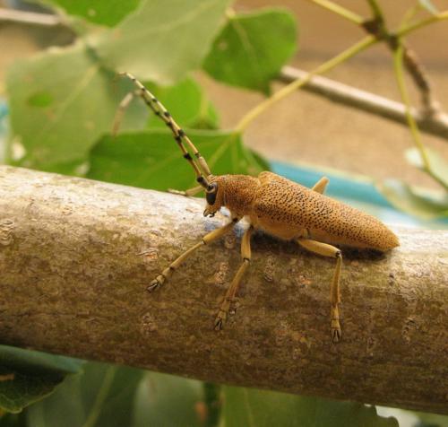 Réf. 59 616 : Saperda carcharias