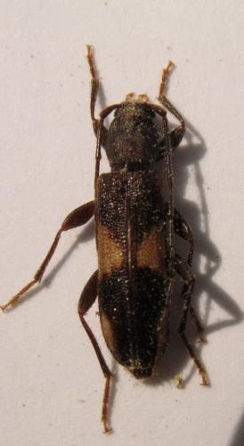 Réf. 59 698 : Penichroa fasciata