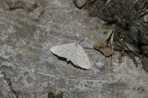 Réf. 59 113 : Scopula corrivalaria