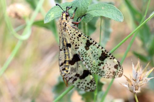 Réf. 59 554 : Palpares libelluloides