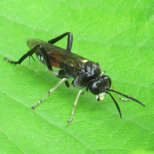 Macrophya militaris