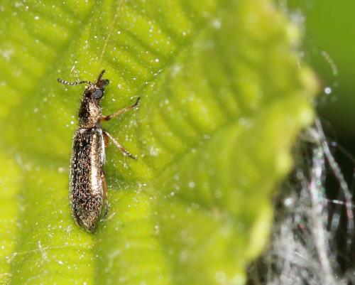 Dasytes sp.