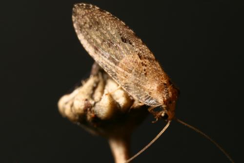 Wesmaelius sp.