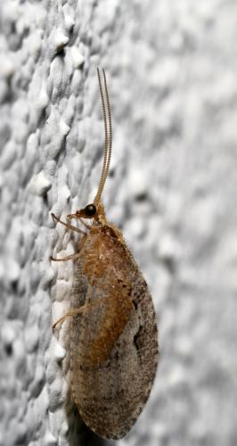 Réf. 59 691 : Wesmaelius sp.