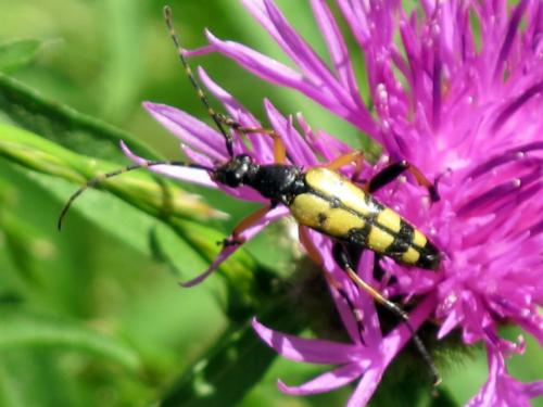 Rutpela maculata