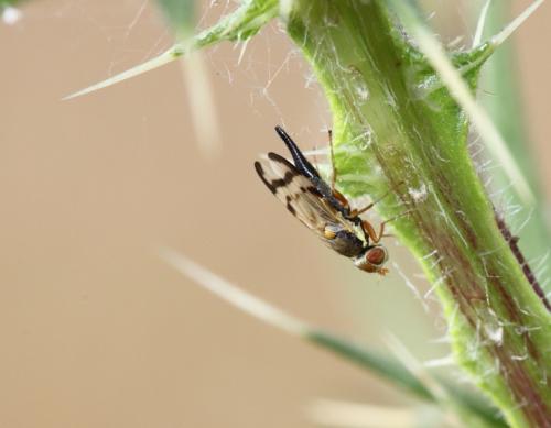 Réf. 59 526 : Urophora stylata