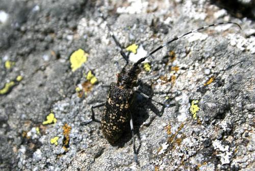 Réf. 59 962 : Monochamus sutor