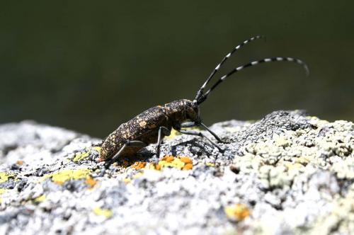 Réf. 59 960 : Monochamus sutor