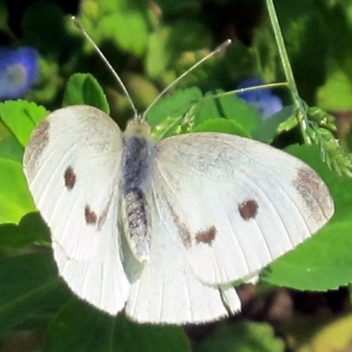 Pieris rapae