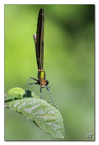 Calopteryx virgo