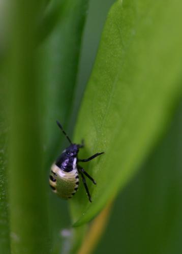 Palomena prasina