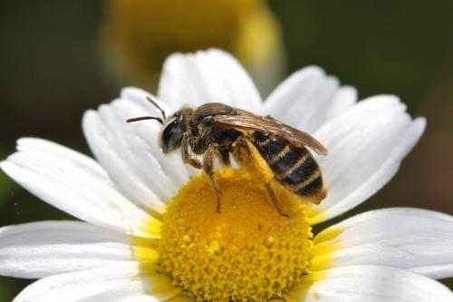 Réf. 59 517 : Andrena boyerella