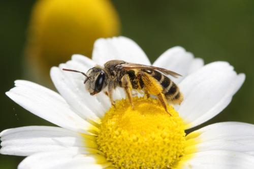 Réf. 59 518 : Andrena boyerella