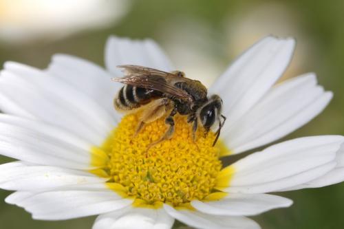 Réf. 59 519 : Andrena boyerella