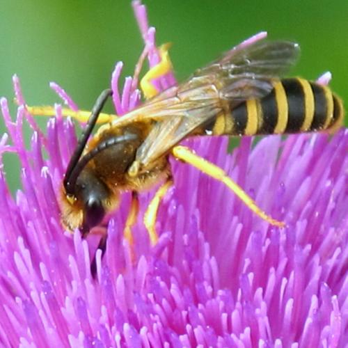 Halictus scabiosae