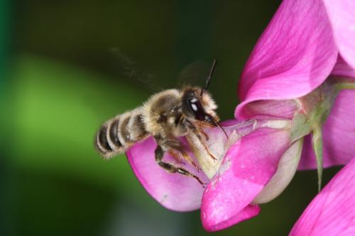 Megachile sp.