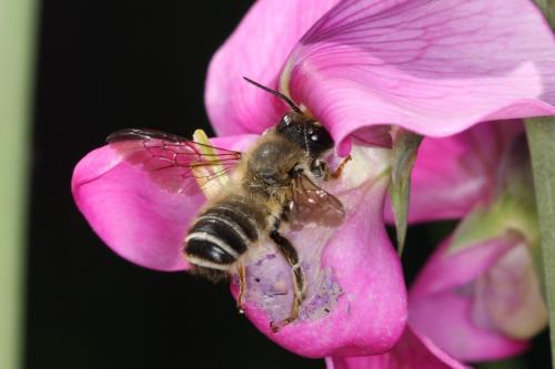 Megachile sp.