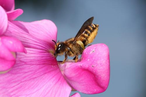 Megachile sp.