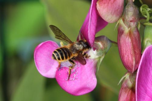 Megachile sp.