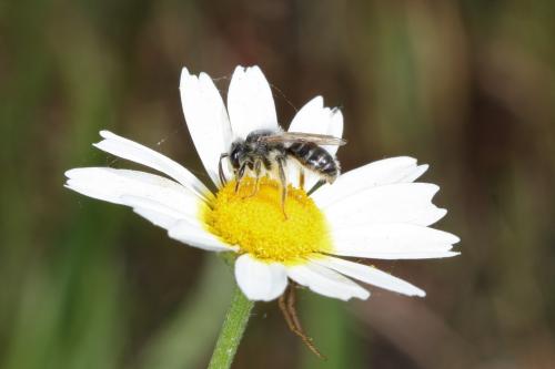 Réf. 59 520 : Andrena boyerella