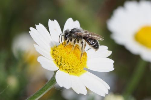 Réf. 59 521 : Andrena boyerella