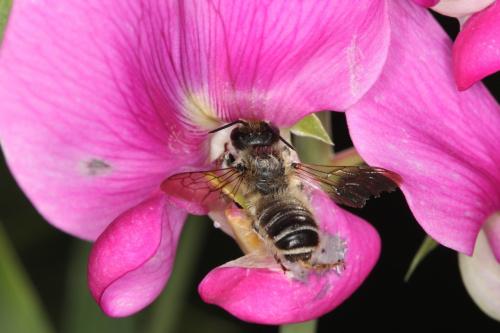 Réf. 59 229 : Megachile sp.