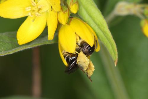 Macropis sp.