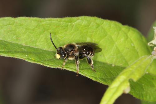 Macropis europaea