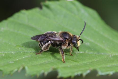 Macropis europaea
