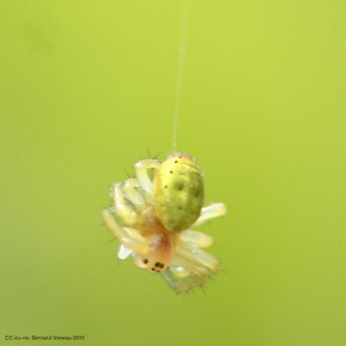 Araniella sp.