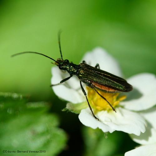 Oedemera nobilis