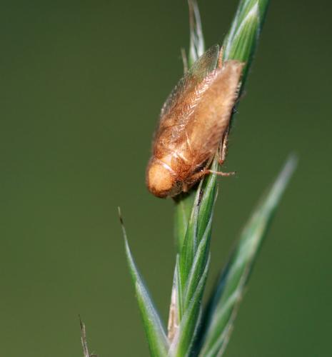 Ectobius pallidus