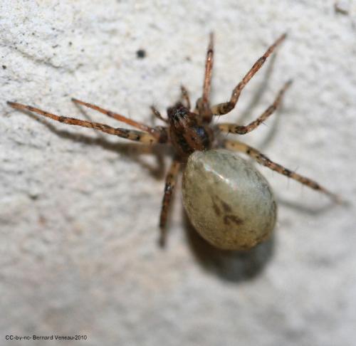 Anyphaena accentuata