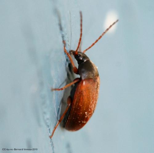Réf. 59 684 : Isomira sp.