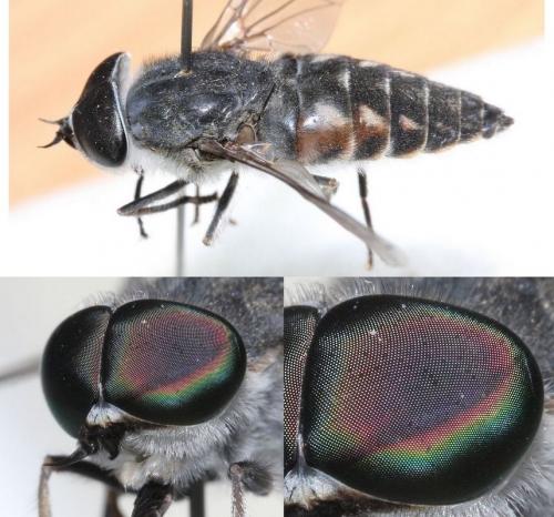 Tabanus unifasciatus