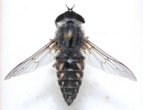 Tabanus unifasciatus