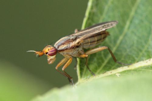 Limnia unguicornis