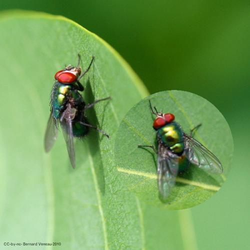 Lucilia sp.